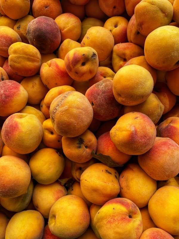 Comment vivre une expérience de pêche traditionnelle au Japon : lieux et saisons idéales ?